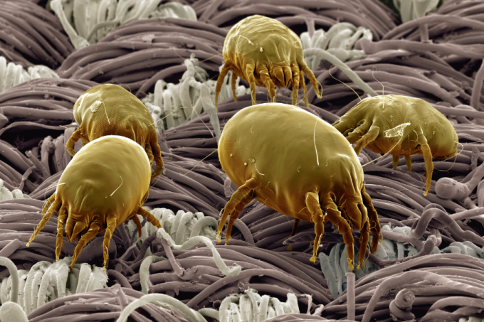 Nużeniec w oku - czy jest groźny? 